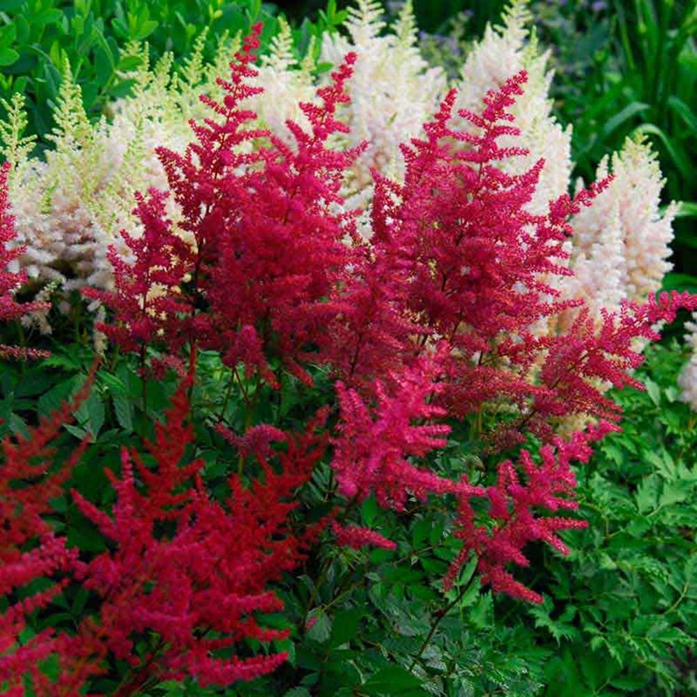 Astilbe 'Visions in Red' #1 #1