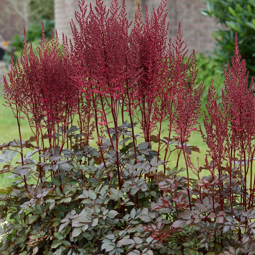 Astilbe 'Mighty Chocolate Cherry' #1