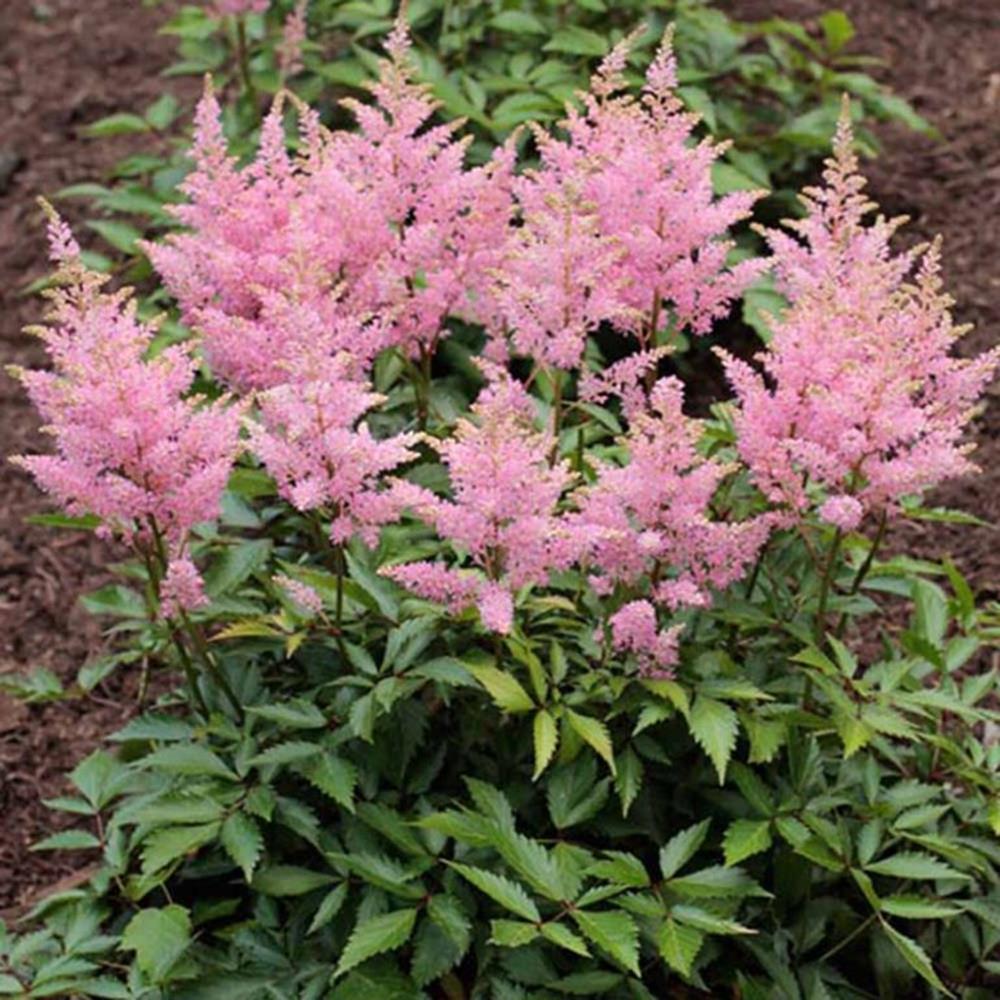 Astilbe 'Visions in Pink' #1 #1