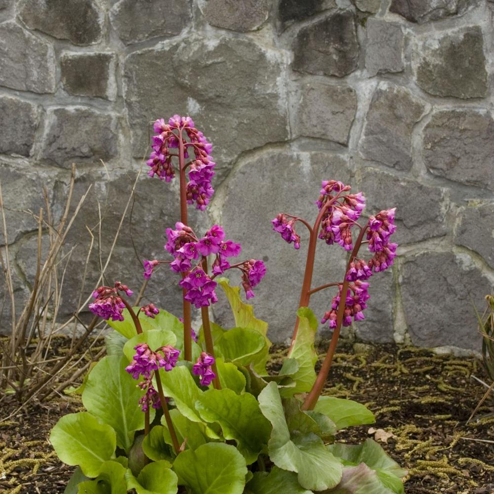 Bergenia, 'Miss Piggy' #1