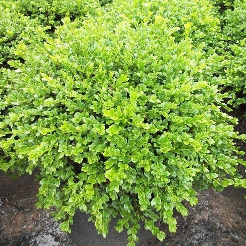 Boxwood, 'Chicagoland Green' #2 Pot #2 Pot