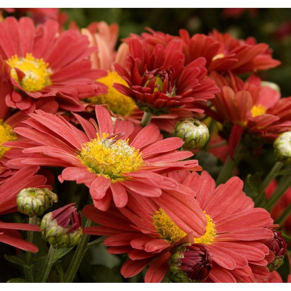 Mum 'Mammoth Red Daisy' #2 #2