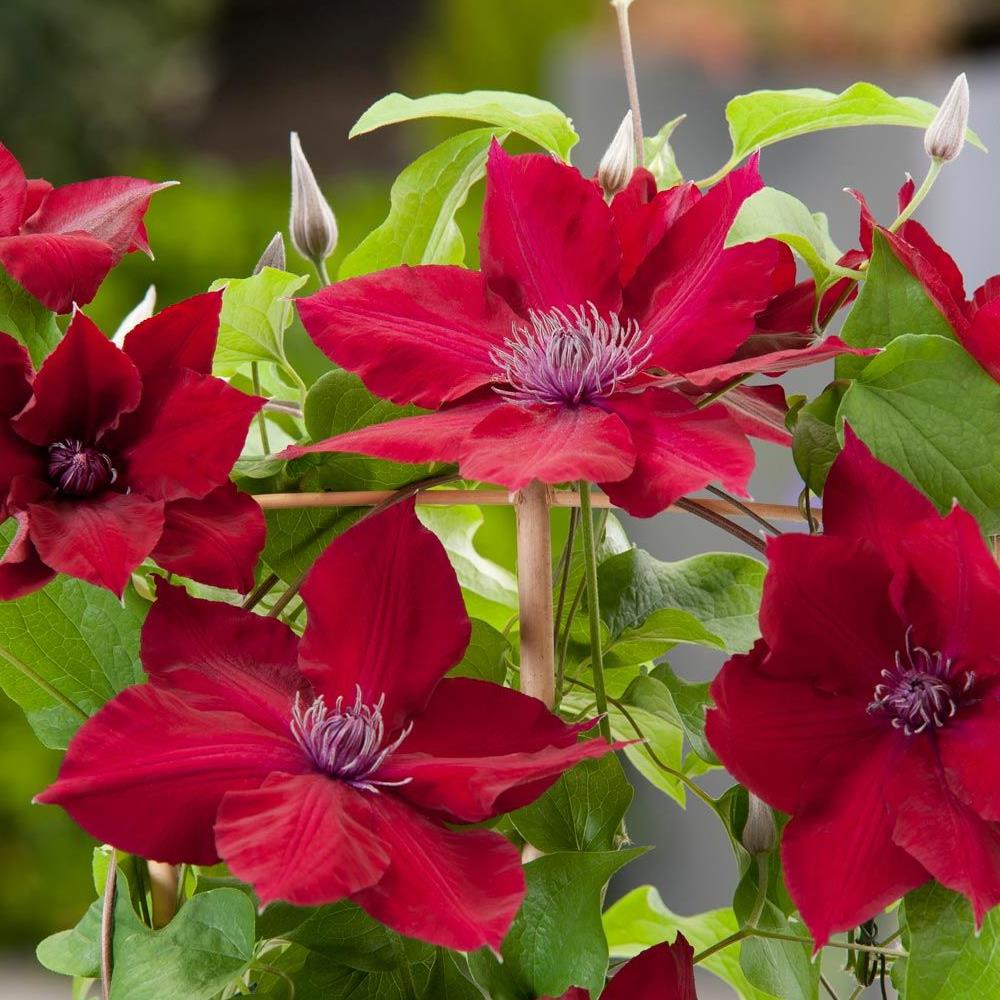Clematis, 'Nubia' #2 #2