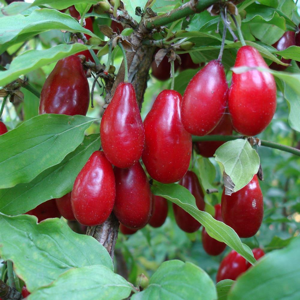 Cornelian Cherry, 'Saffron Sentinel' #10