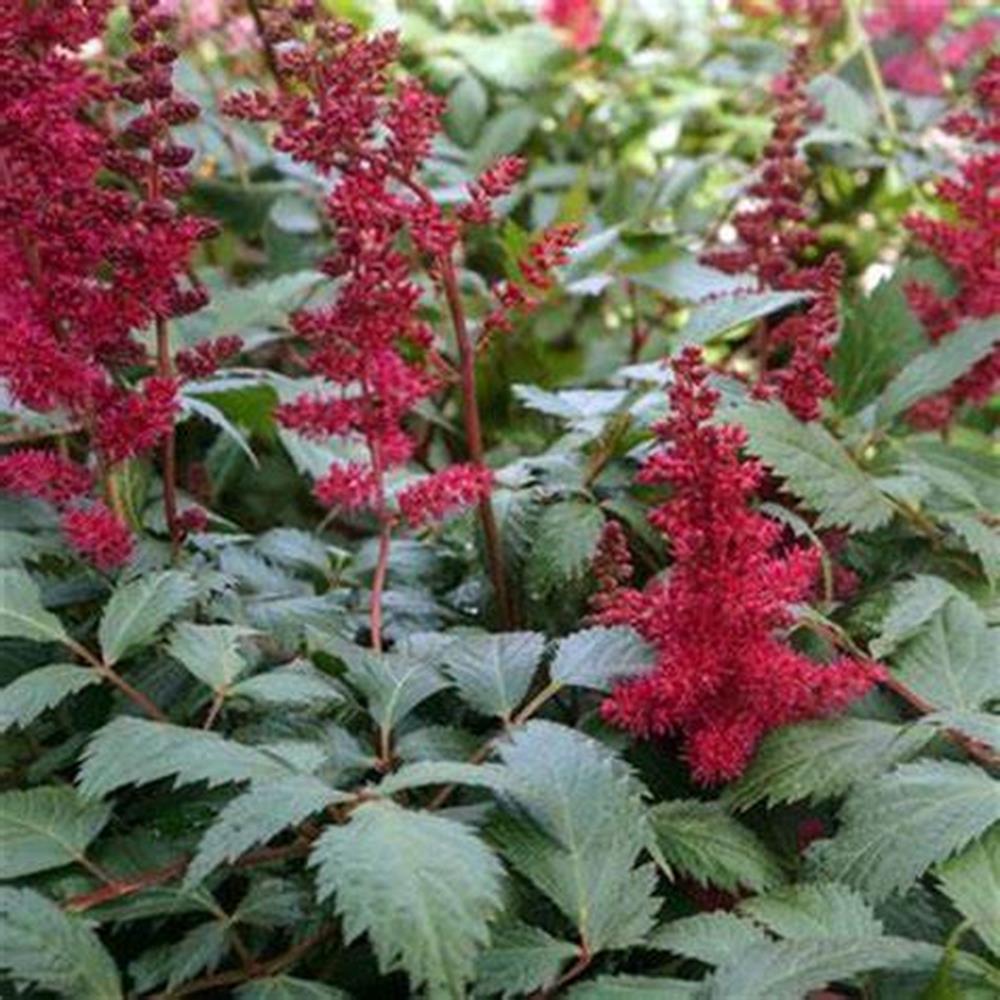 Astilbe 'Visions' #1 #1
