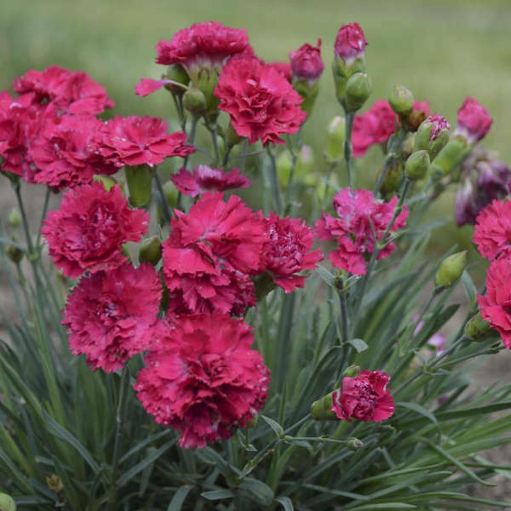 Dianthus 'Cranberry Cocktail' #1 #1