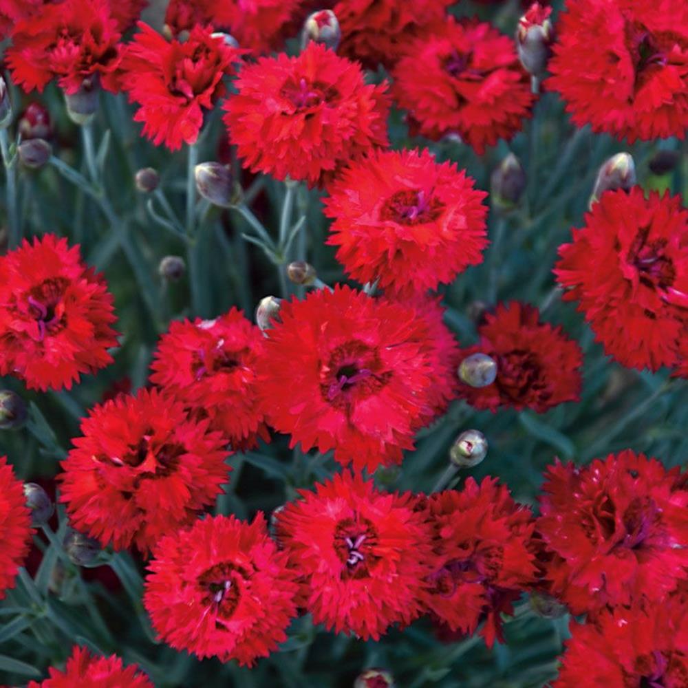 Dianthus 'Maraschino' #1 #1