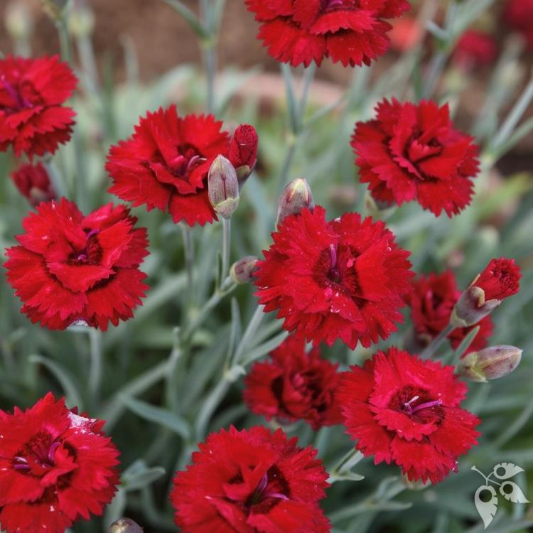 Dianthus 'Maraschino' #1 #1