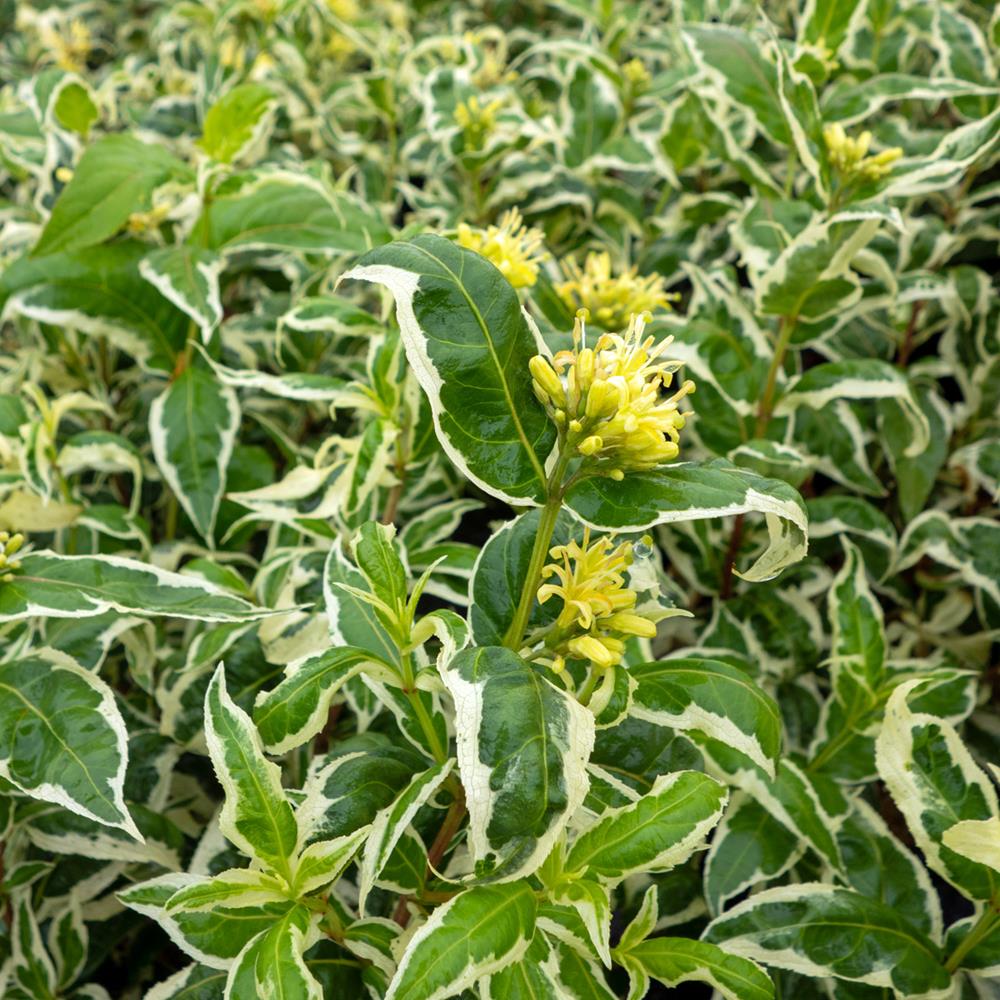 Diervilla, 'Cool Splash' Bush