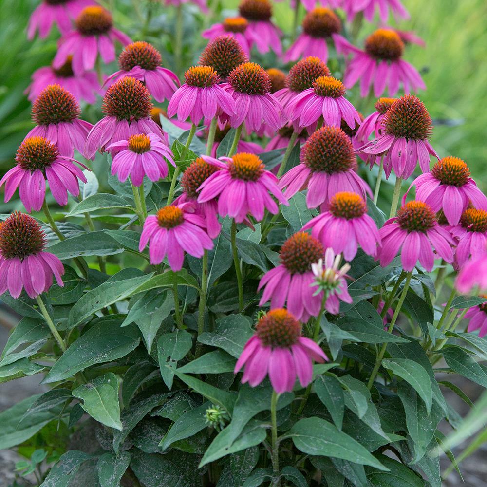 Coneflower 'Pow Wow Wild Berry' #1 #1 Pot