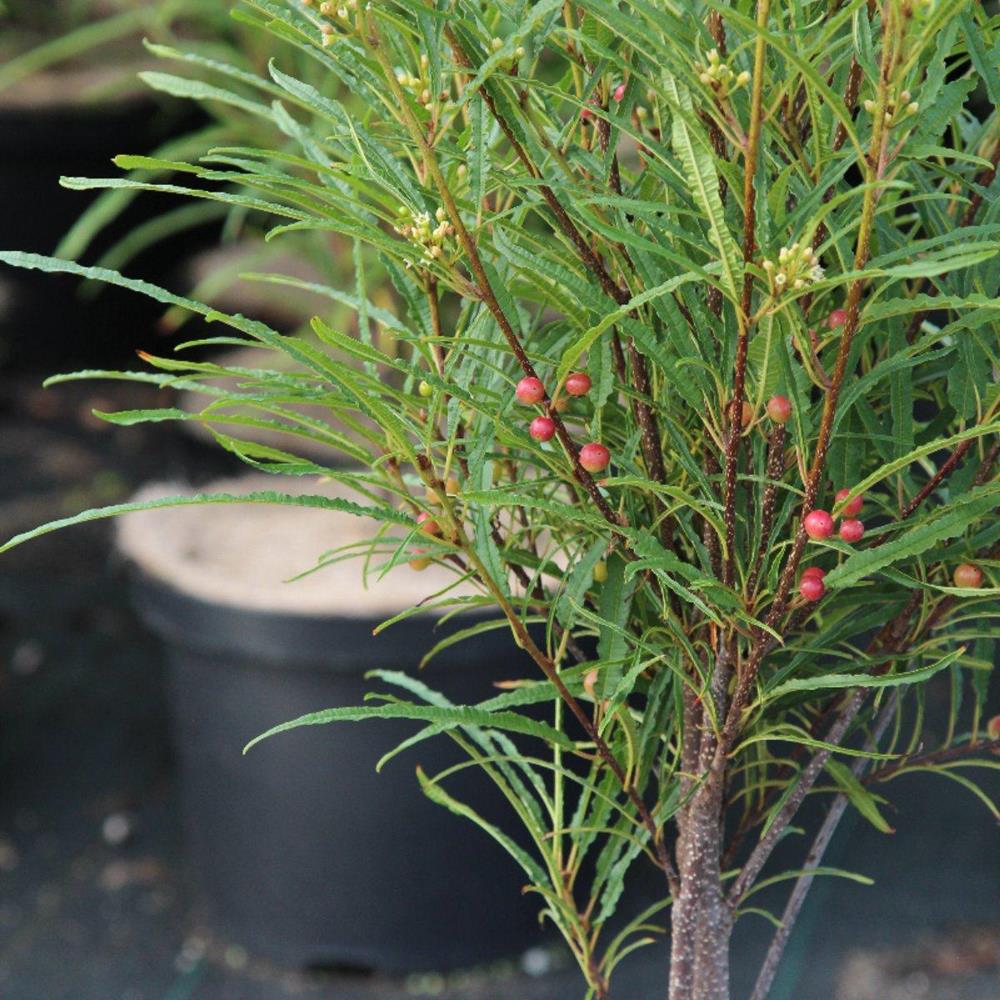 Buckthorne, 'Fine Line' #10 Pot #10 Pot