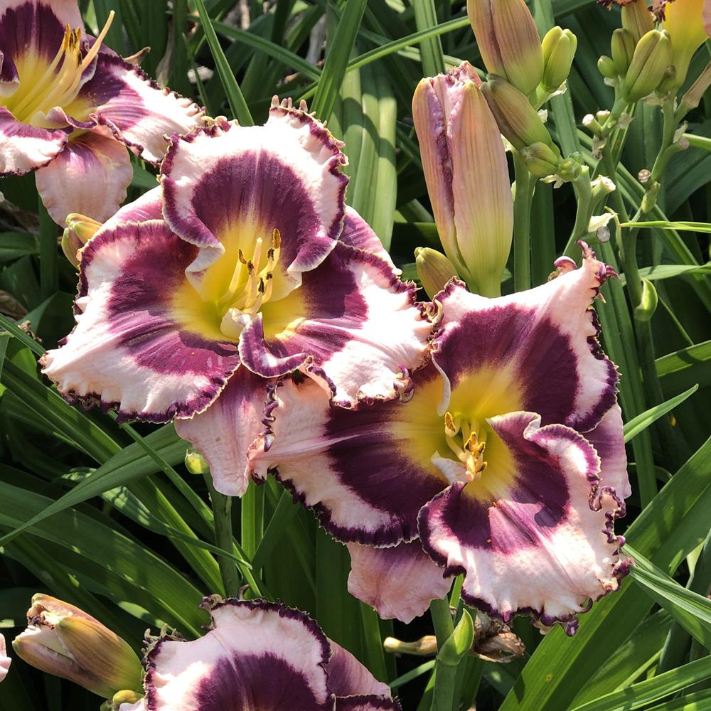 Daylily, 'Sound of My Heart' #1 Pot #1