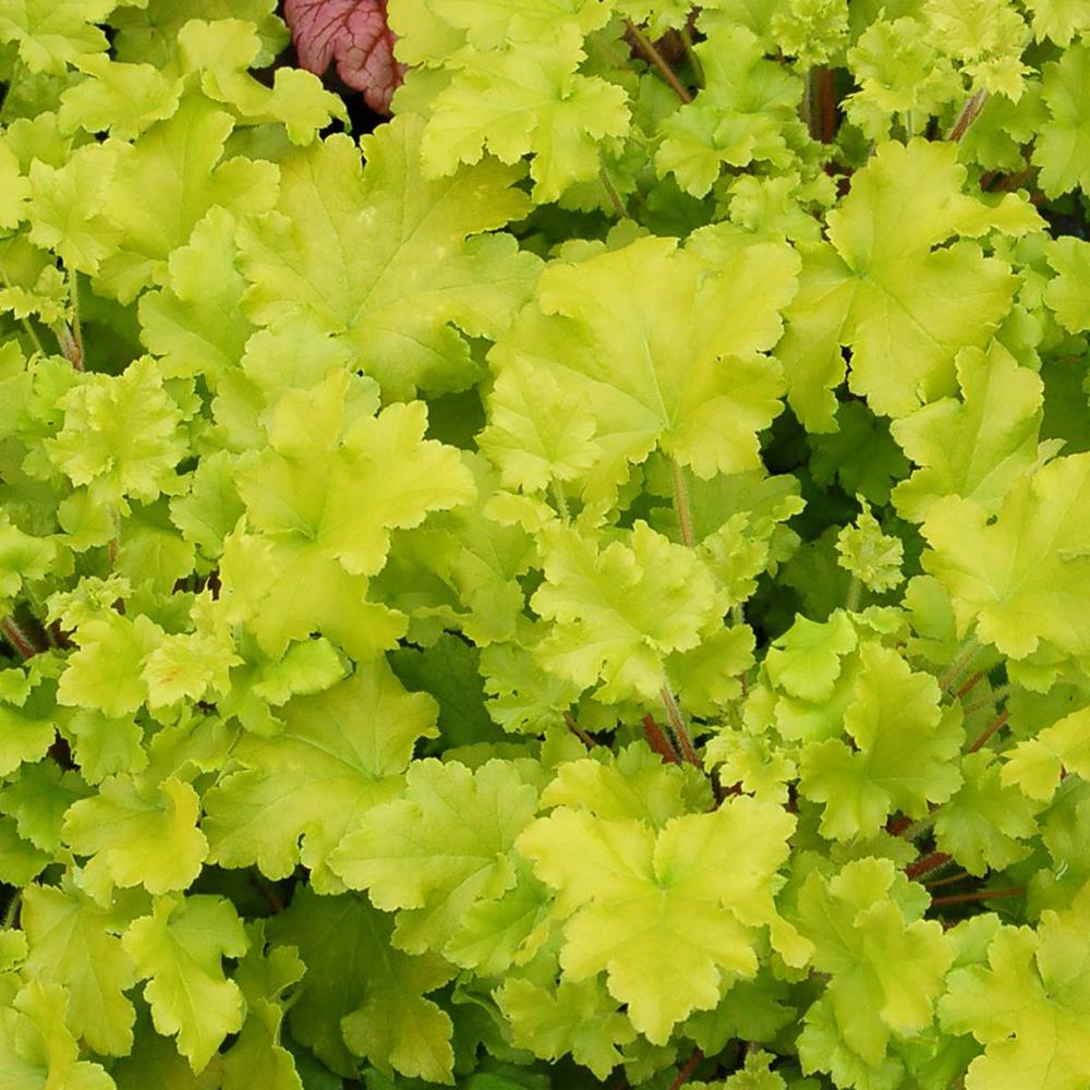 Coral Bells 'Lime Marmalade' #1 #1