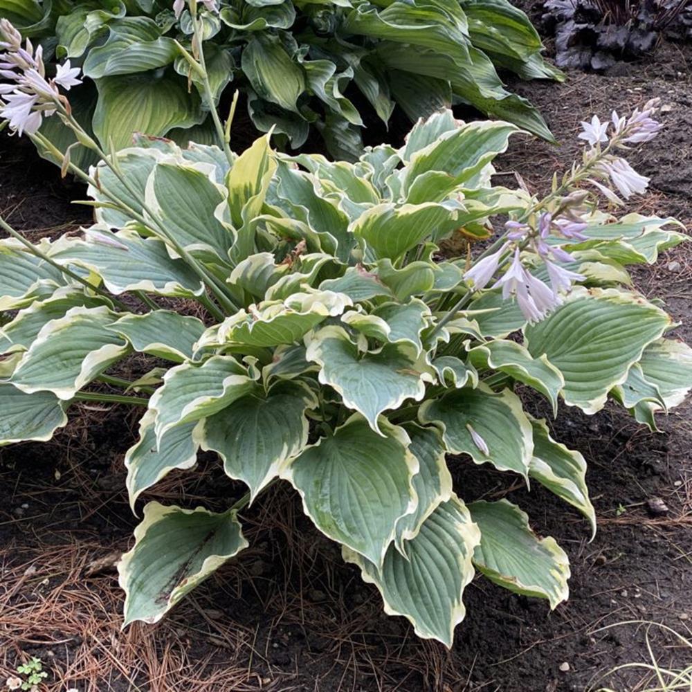 Hosta 'Hope Springs Eternal' #1 #1
