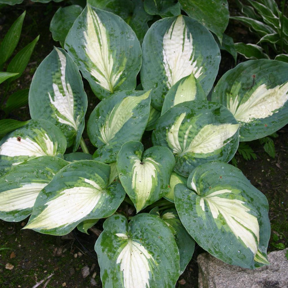 Hosta 'Hudson Bay' #1 #1