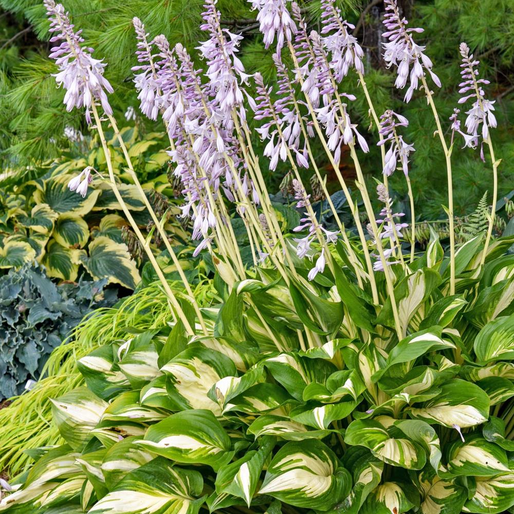 Hosta 'Miss America' #1 #1