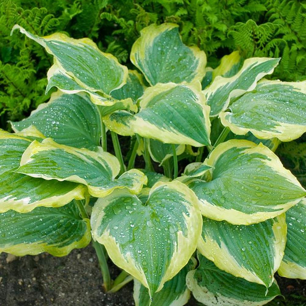Hosta 'Seducer' #1 #1