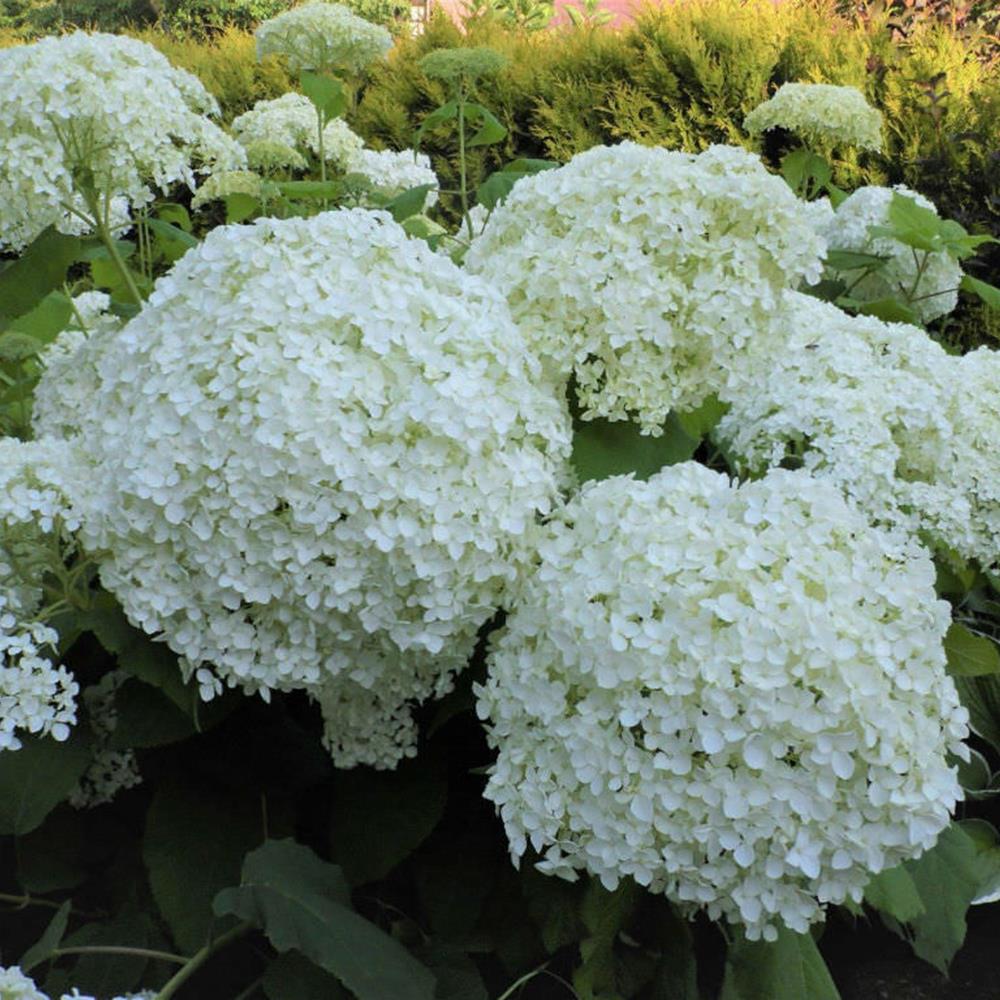 Hydrangea, Smoothleaf 'Flowerful' #2 FE #2