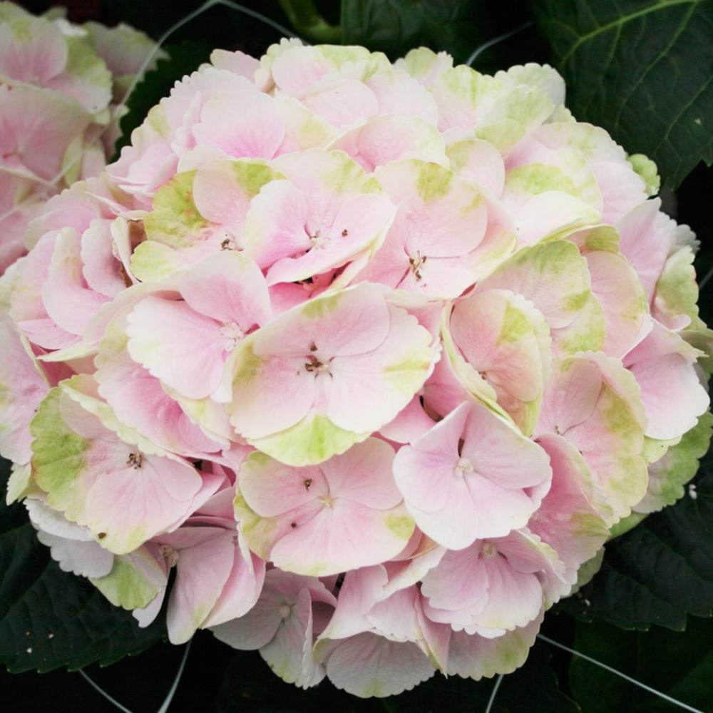 Hydrangea, Bigleaf 'Seaside Cape Lookout' #2