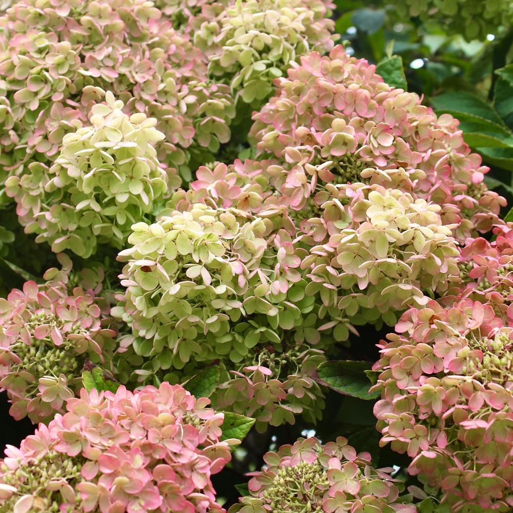Hydrangea, Bigleaf 'Seaside Newport' #2