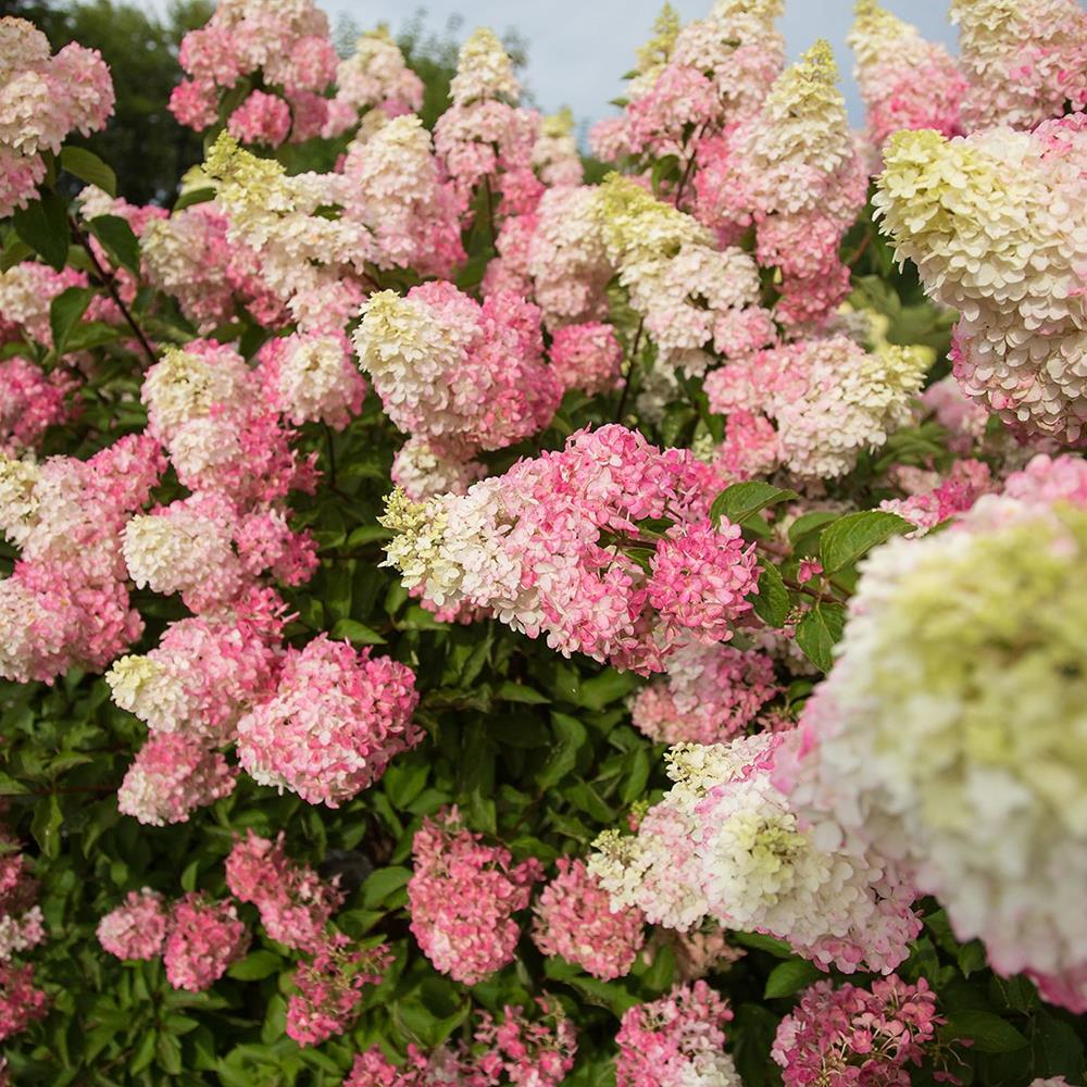 Hydrangea, Pee Gee 'Berry White' #5