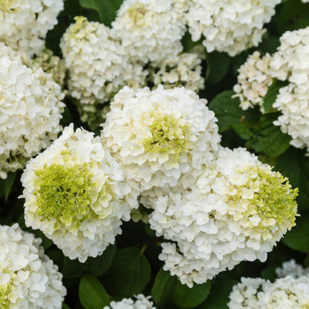 Hydrangea, Pee Gee 'Little Hottie' #2