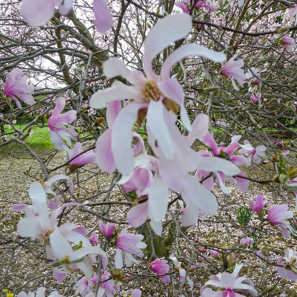 Magnolia, 'Leonard Messel' #10