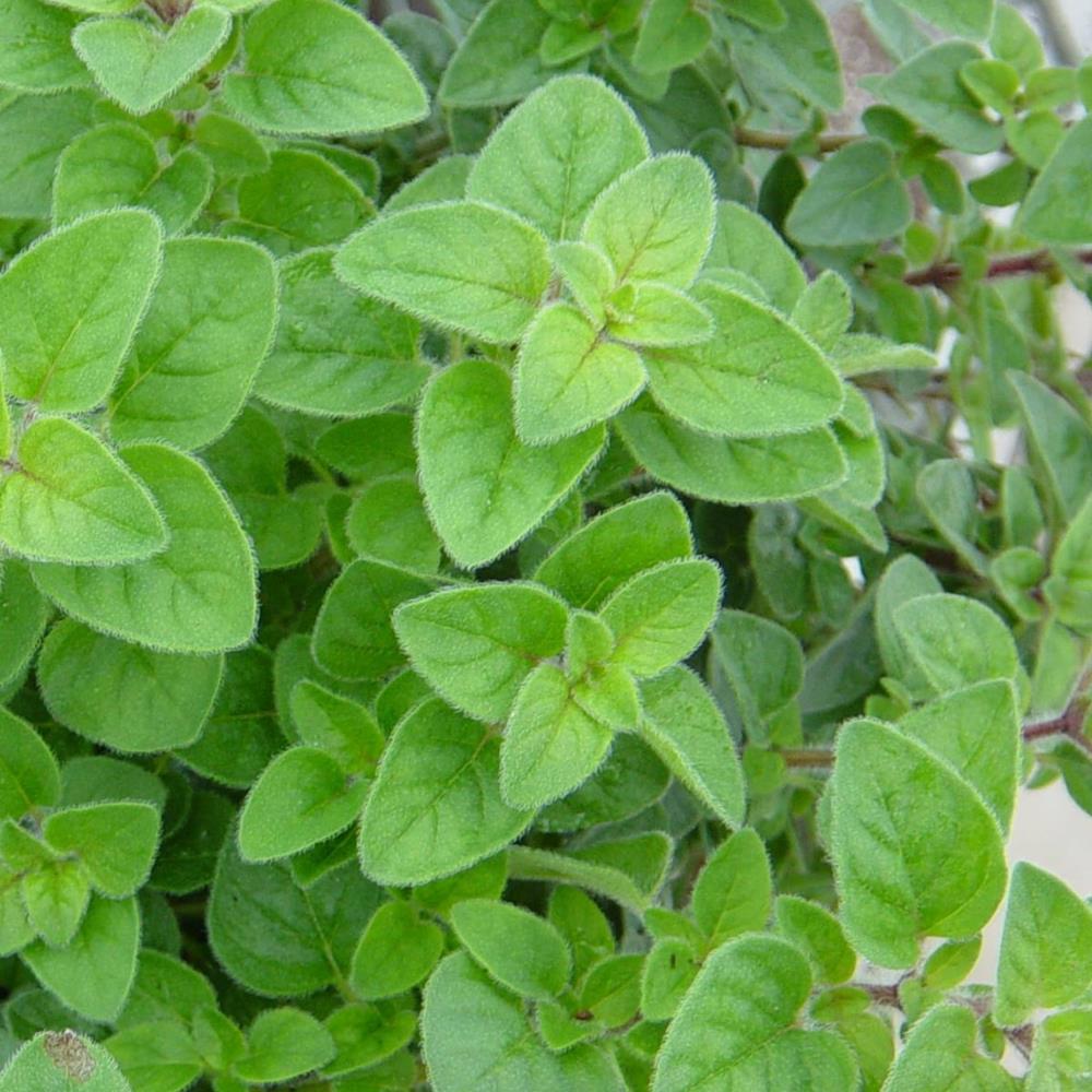 Herb Oregano Common 4" 4"