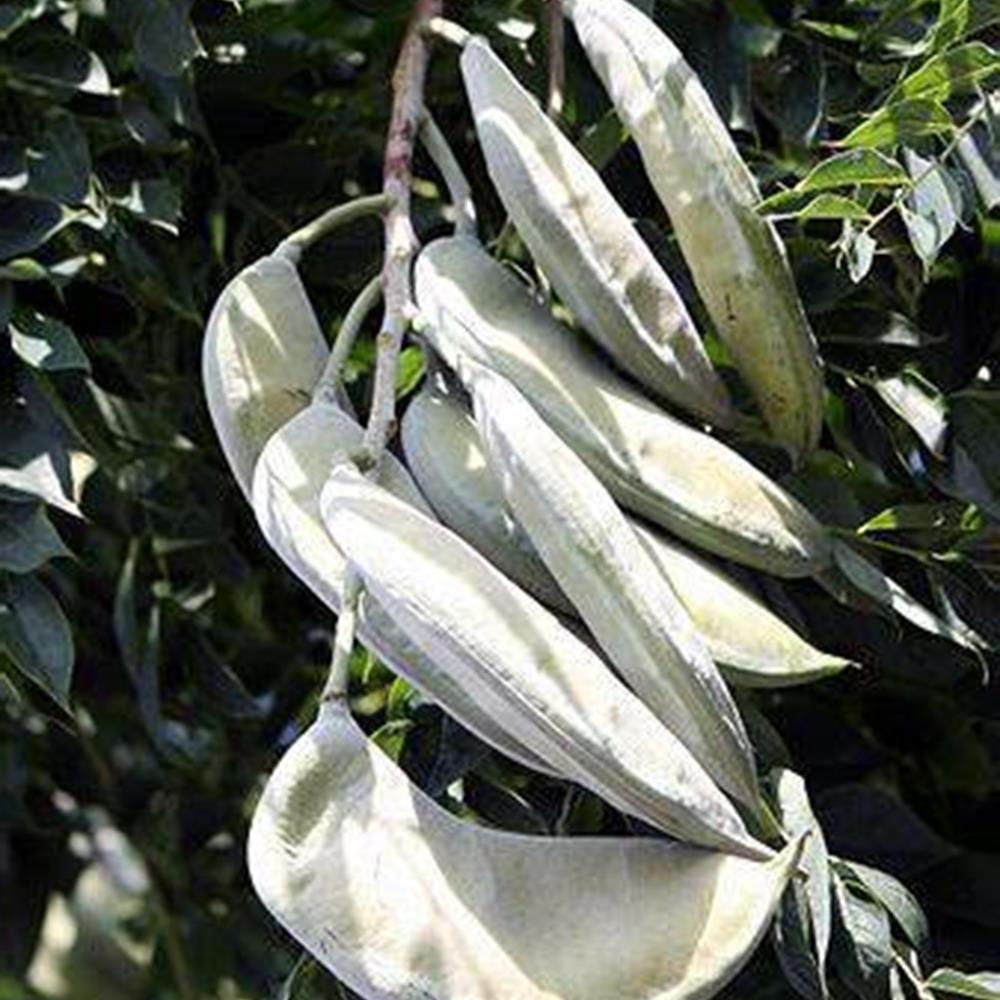 Kentucky Coffeetree 'Espresso' #10