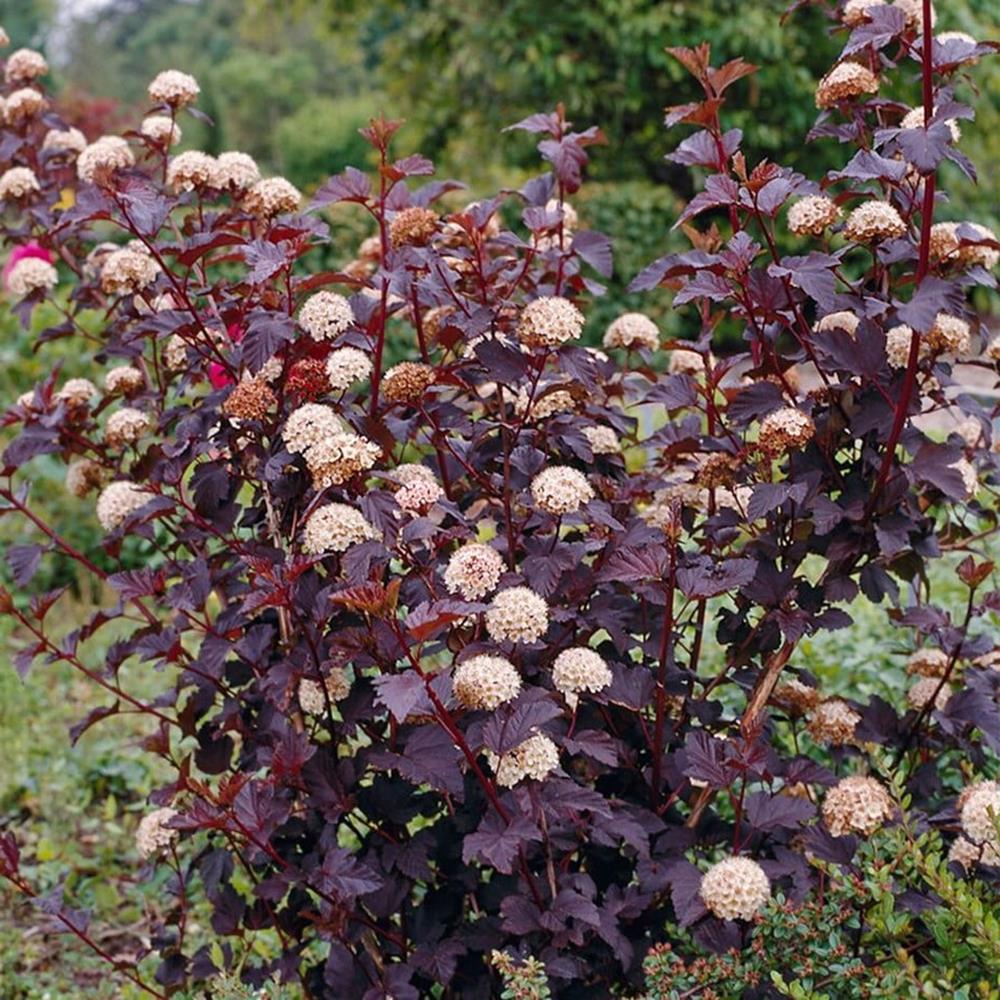 Ninebark, 'Lucky Devil' #2