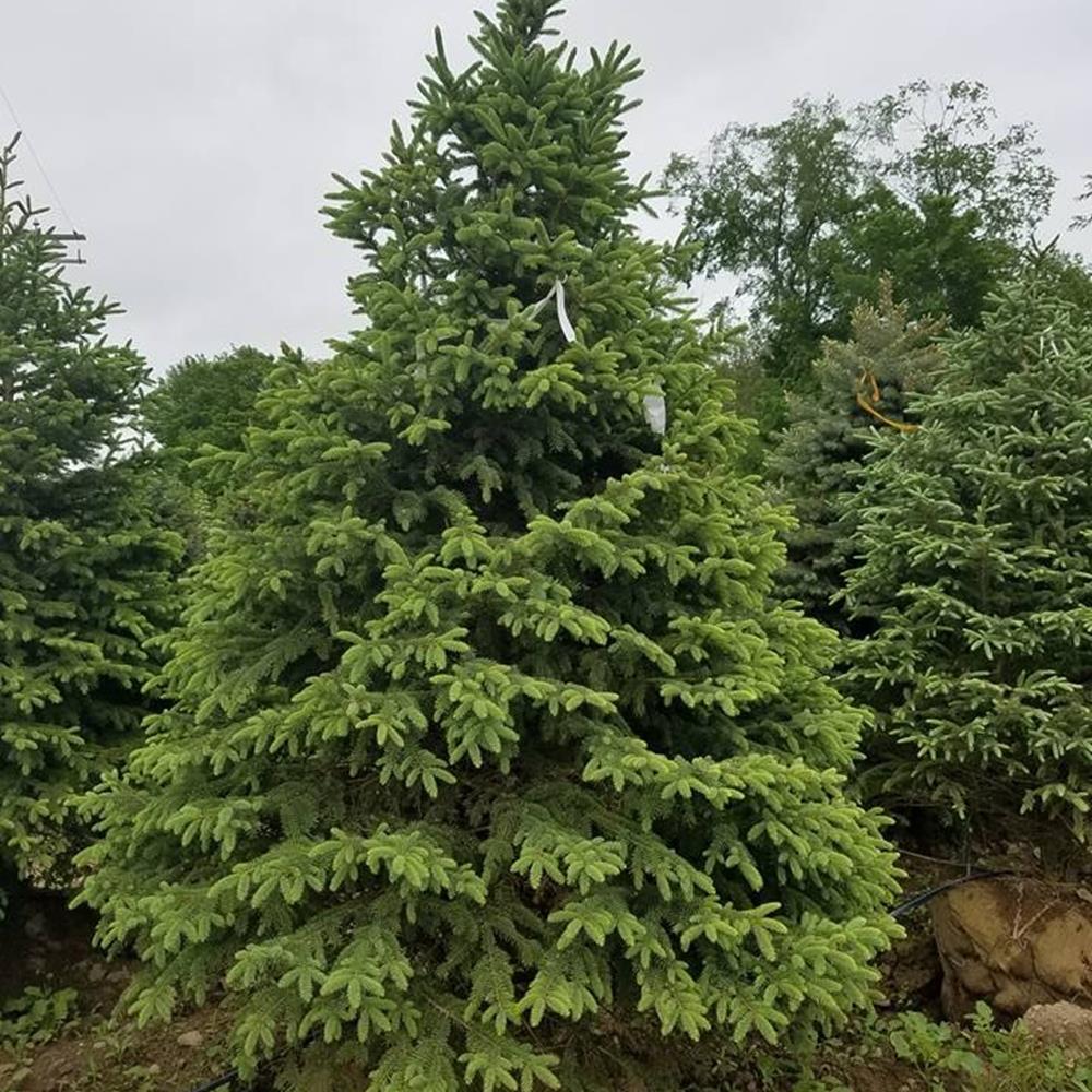 Spruce, Black Hills #10 #10