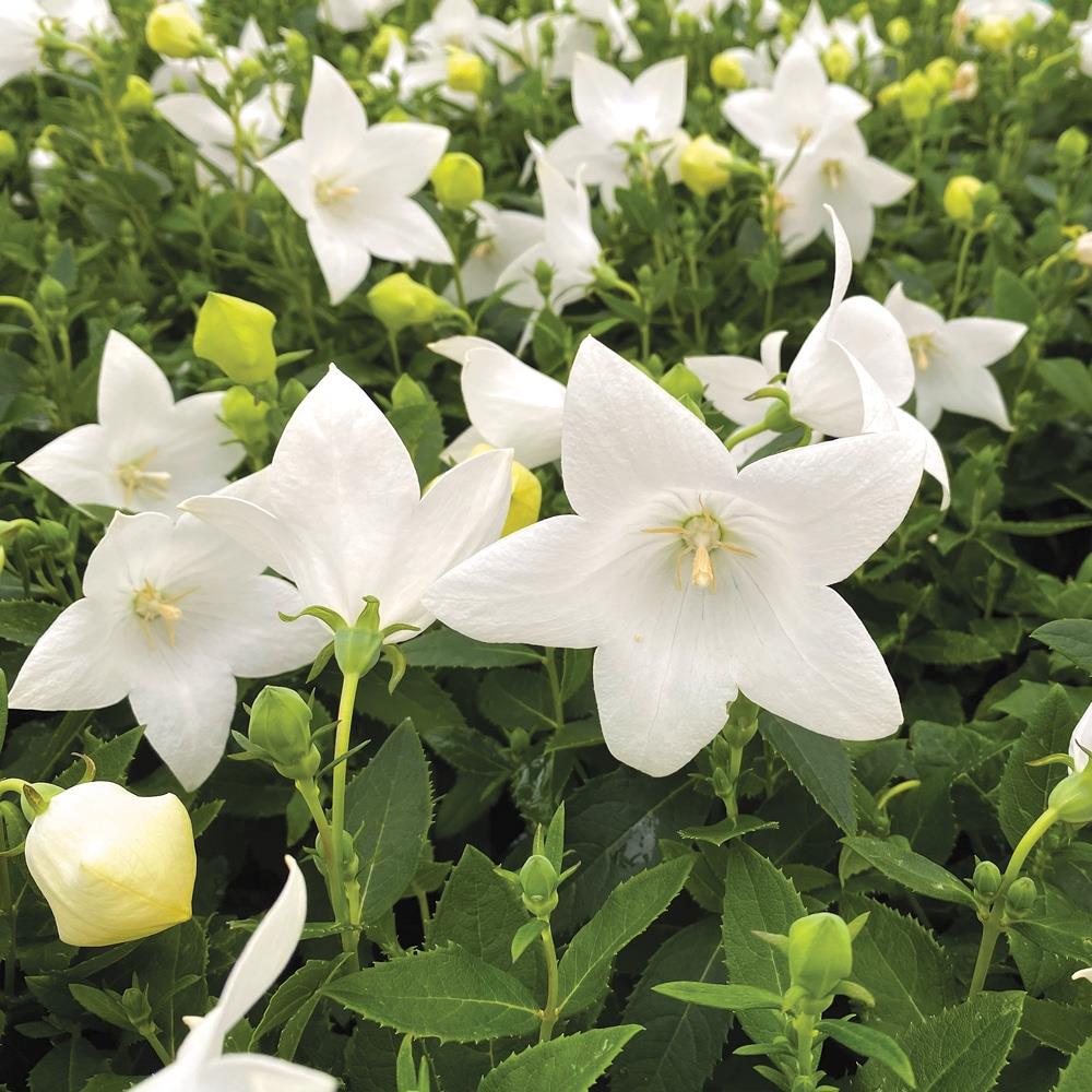 Balloonflower, 'Twinkle White' #1 #1