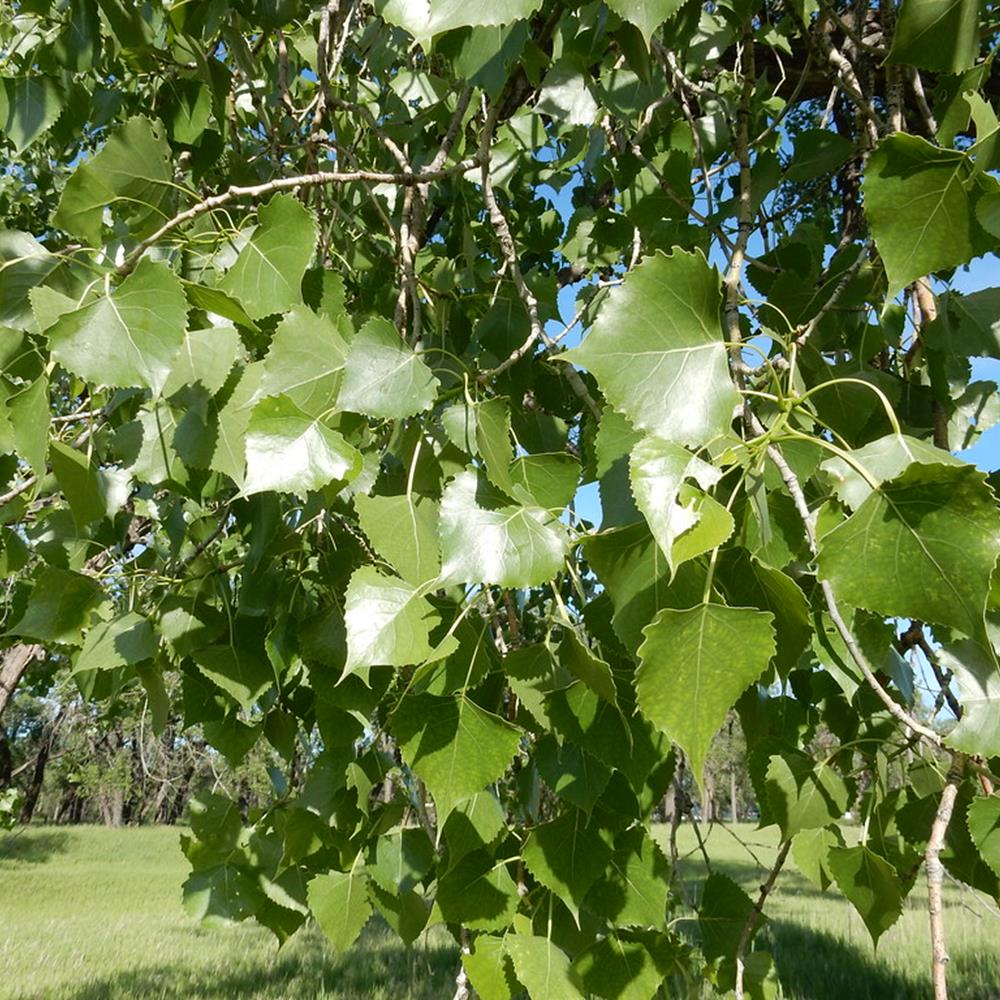 Poplar Siouxland #10