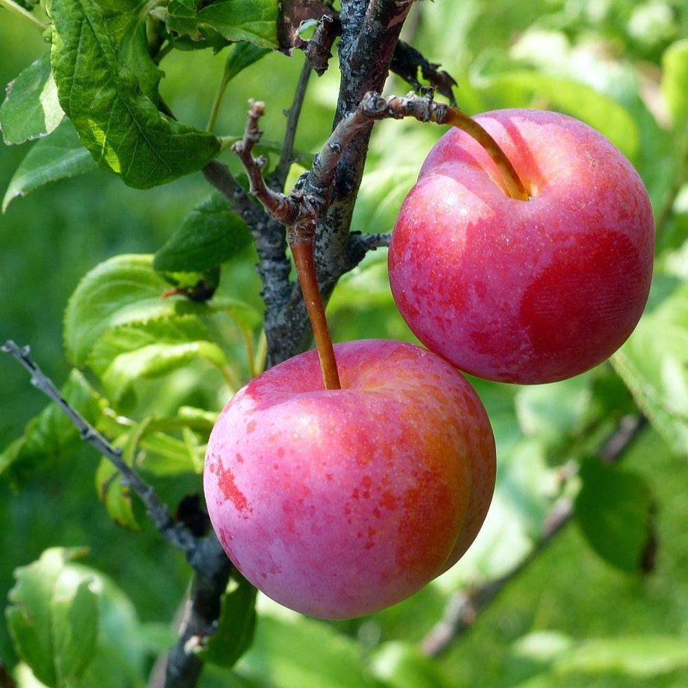 Plum, SD 'Superior' #5