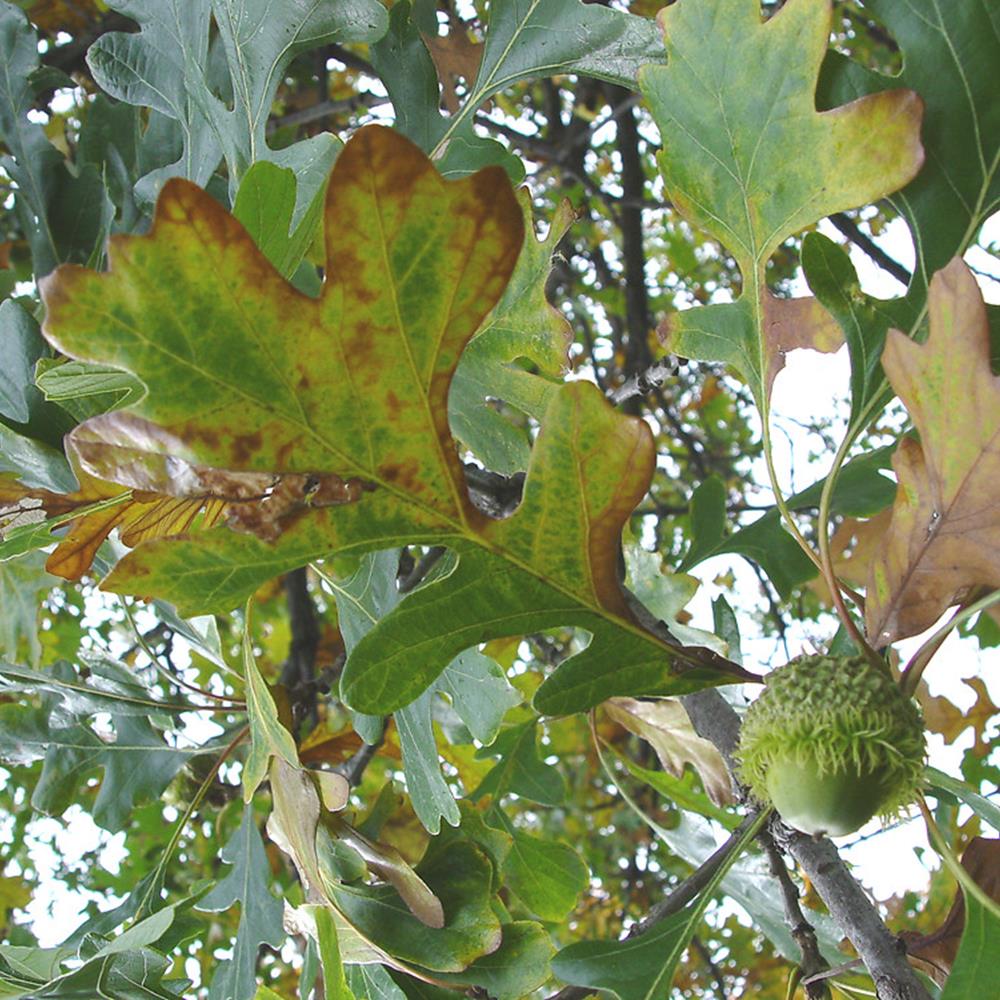 Oak, Bur 'Cobblestone' #10