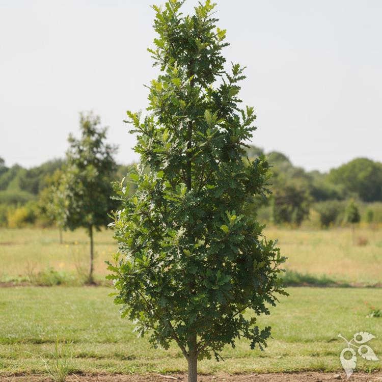 Oak, Hybrid 'Heritage' #25 1.5 " #25