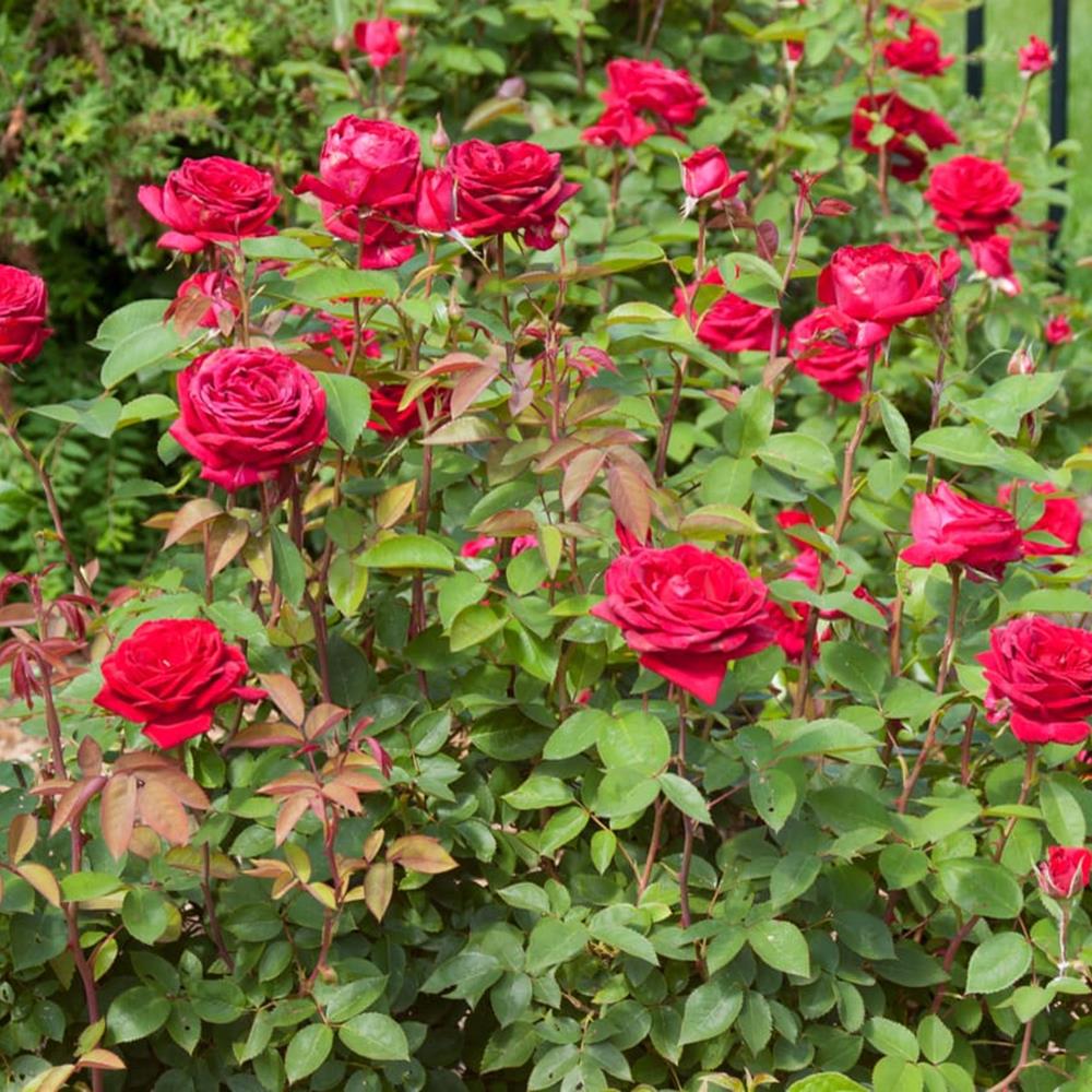 Rose, EE 'Kashmir' #2