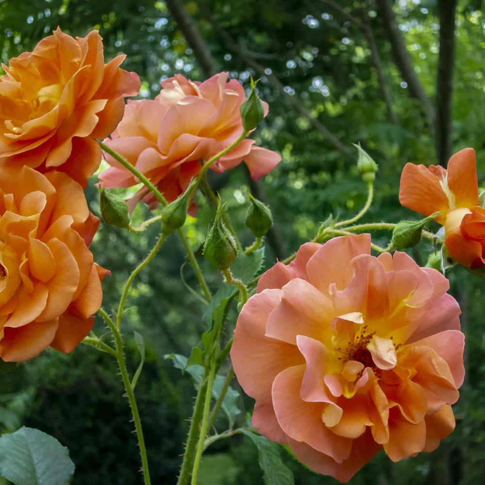 Rose, Climber 'Above n Beyond' #2 #2 Pot