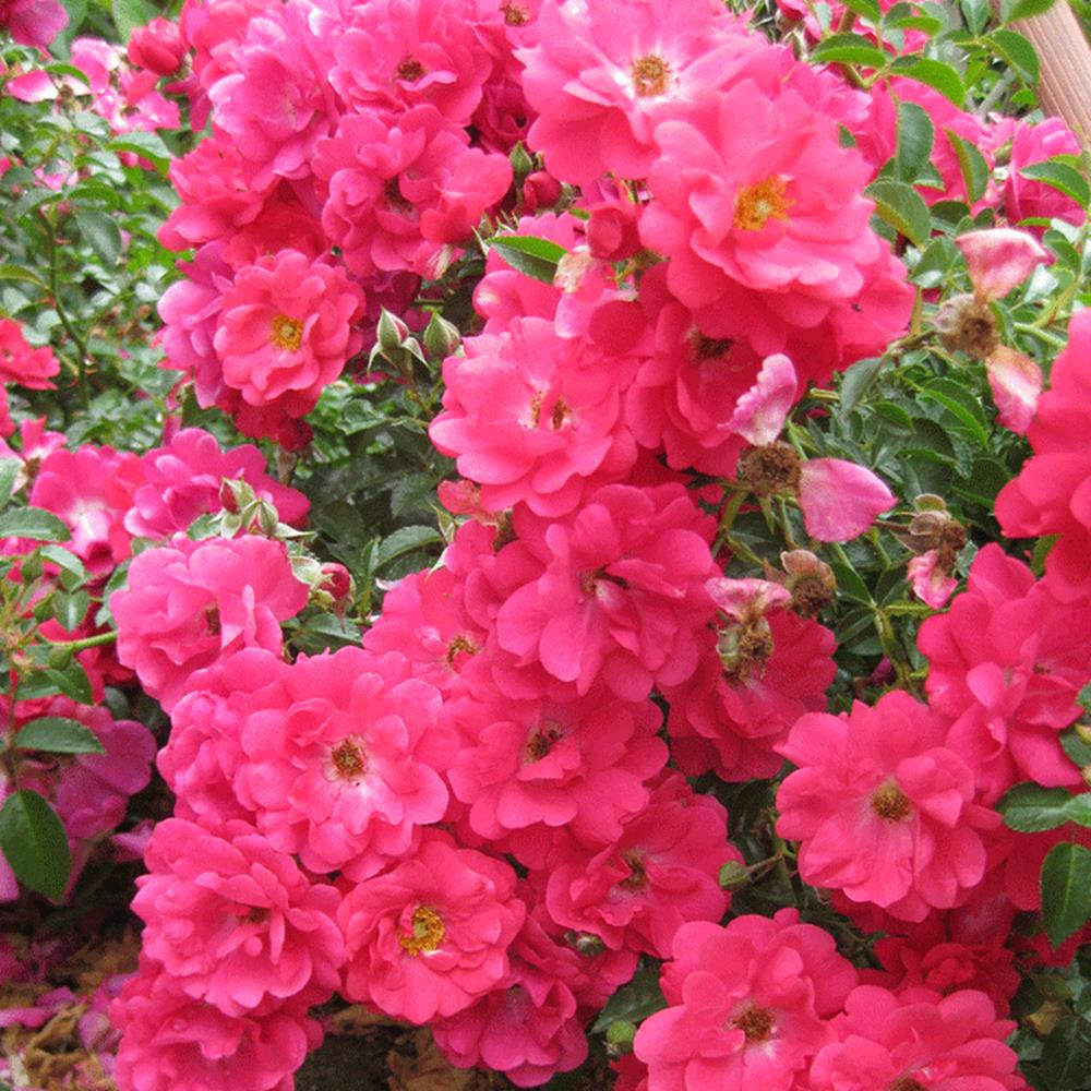 Rose, 'Flower Carpet Pink Supr