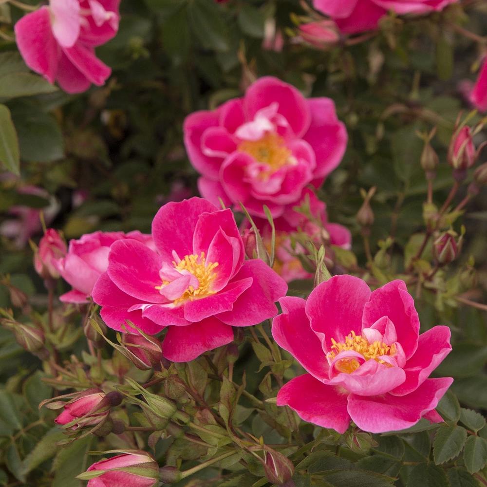 Rose, Climber 'William Baffin' #2