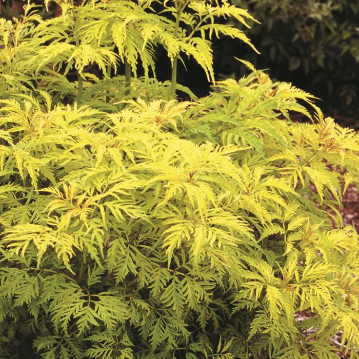 Elder 'Morden Golden Glow' #3