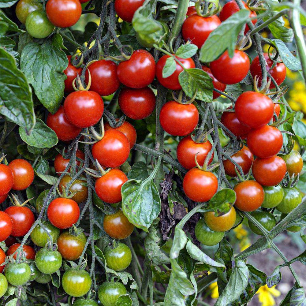 Tomato Cherry 'Super Sweet 100' 6 Pack 6 Pack