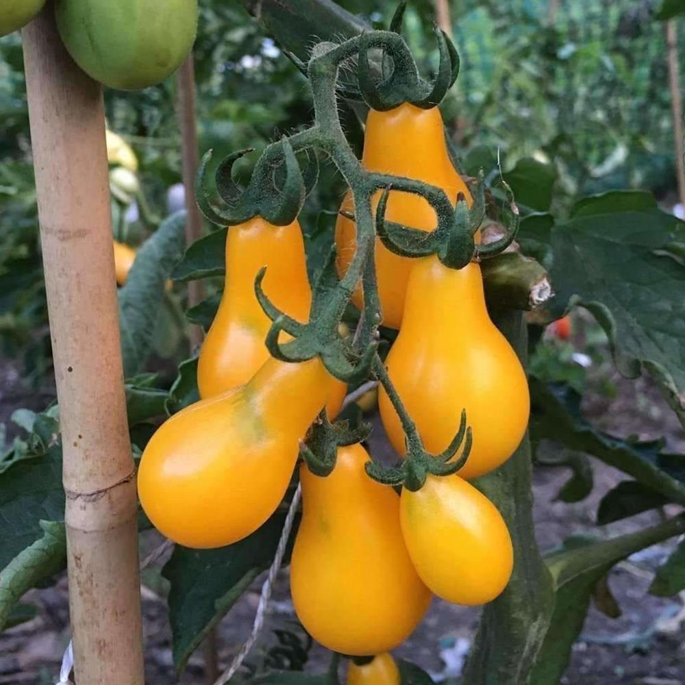 Tomato 'Yellow Pear' 4.75" 4.75"