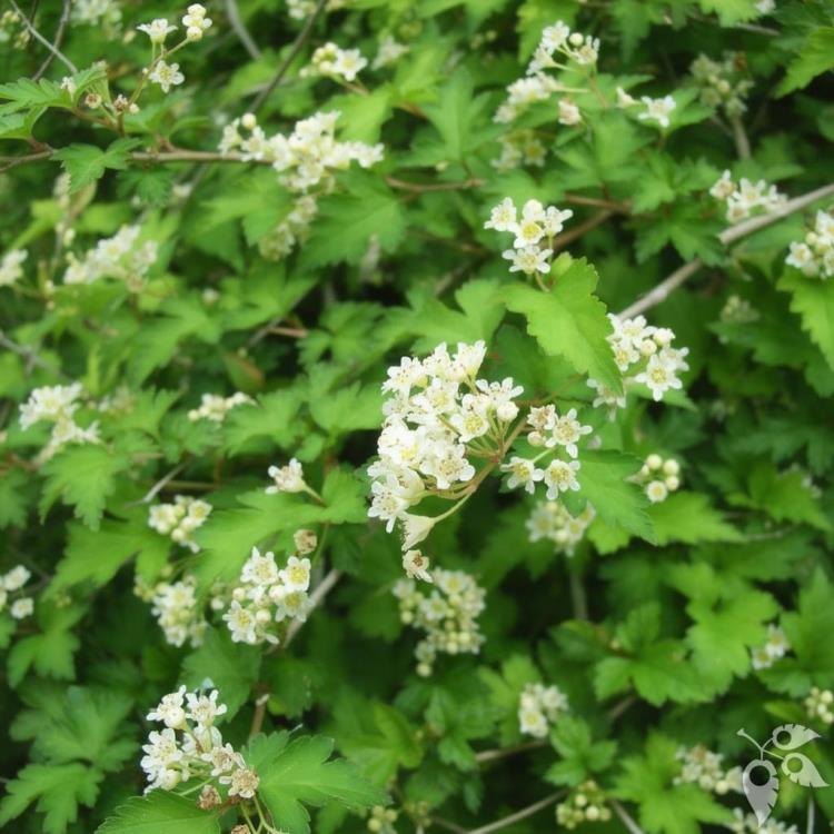 Stephanandra, Cutleaf