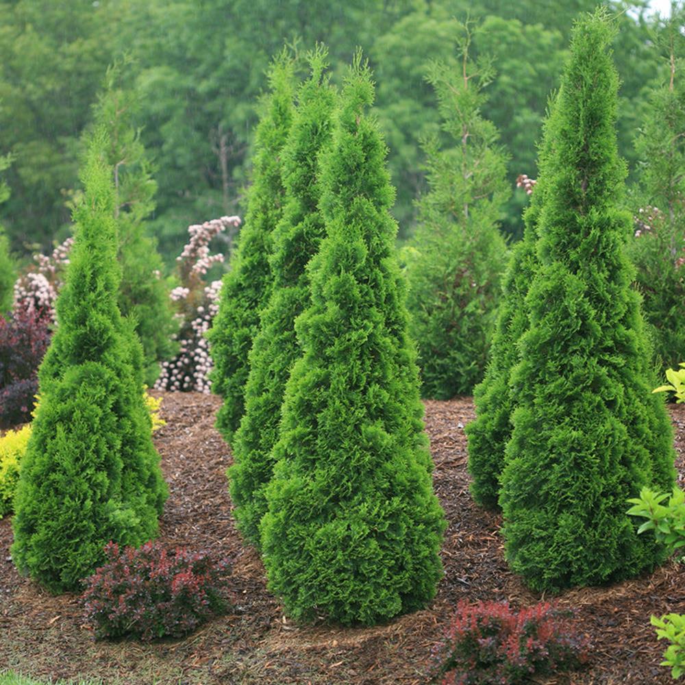 Arborvitae, 'Northpole' #5 Pot