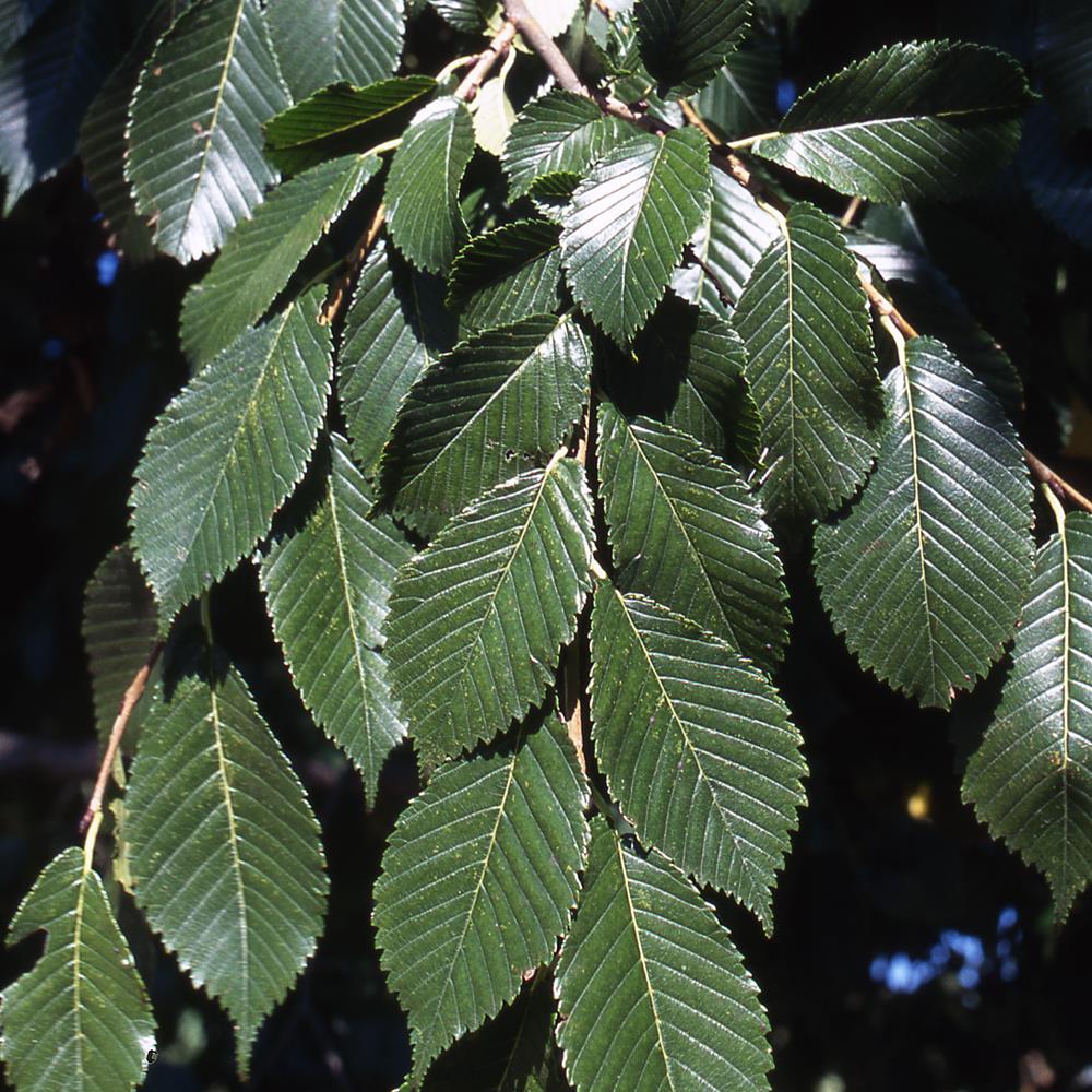 Elm, 'Accolade' #10 #10