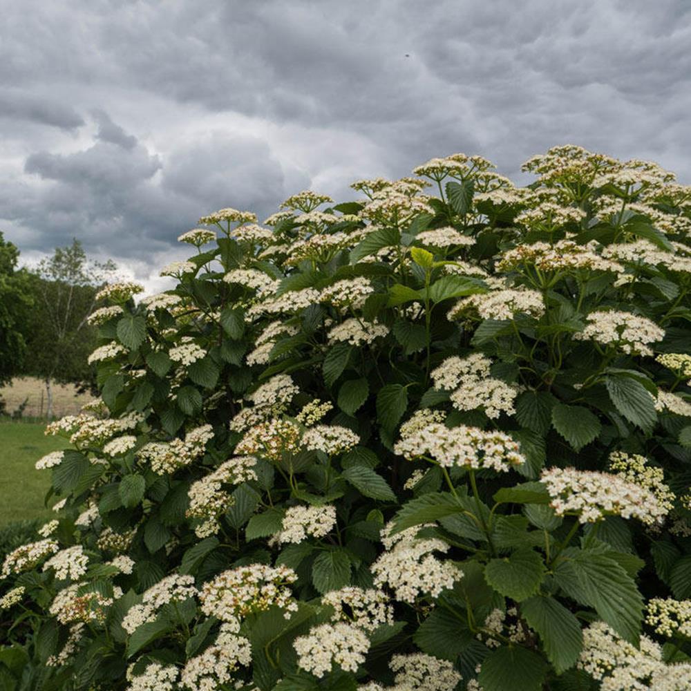 Viburnum, 'Autumn Jazz' #5 pot