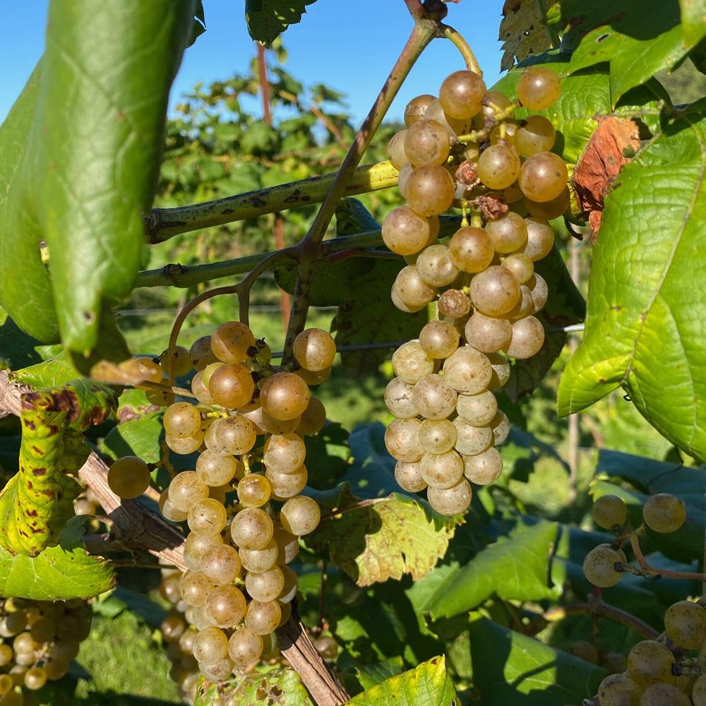 Grape 'Itasca' Qt. Qt. Pot