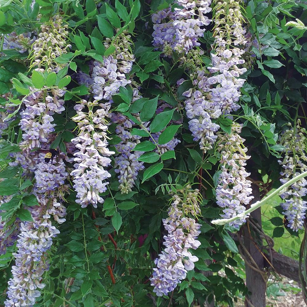 Wisteria, 'Summer Cascade' #2