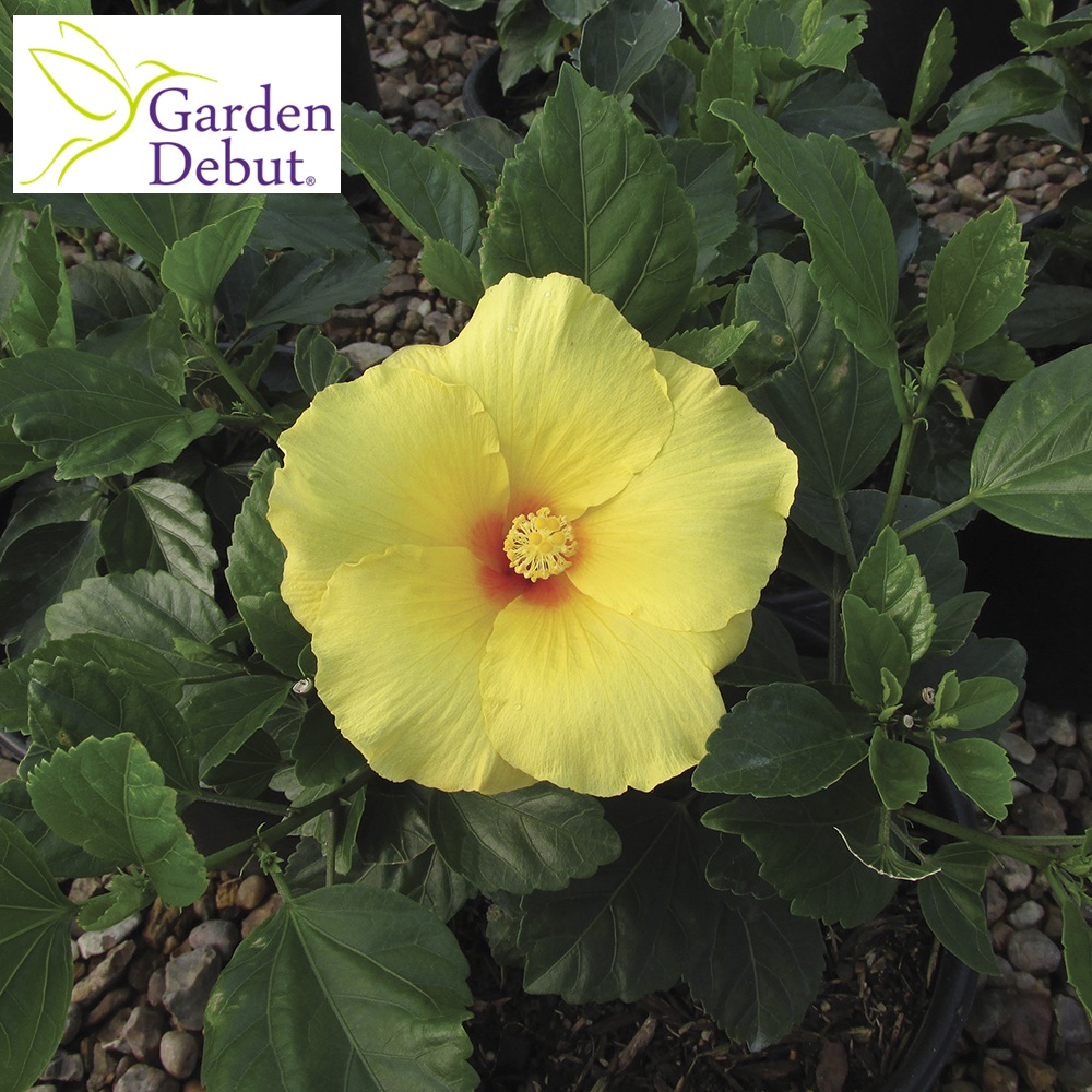 Hibiscus, Tropical 'Big Bang' #3 Pot #3 Pot